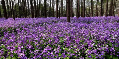 光遇墓土樱花树在哪